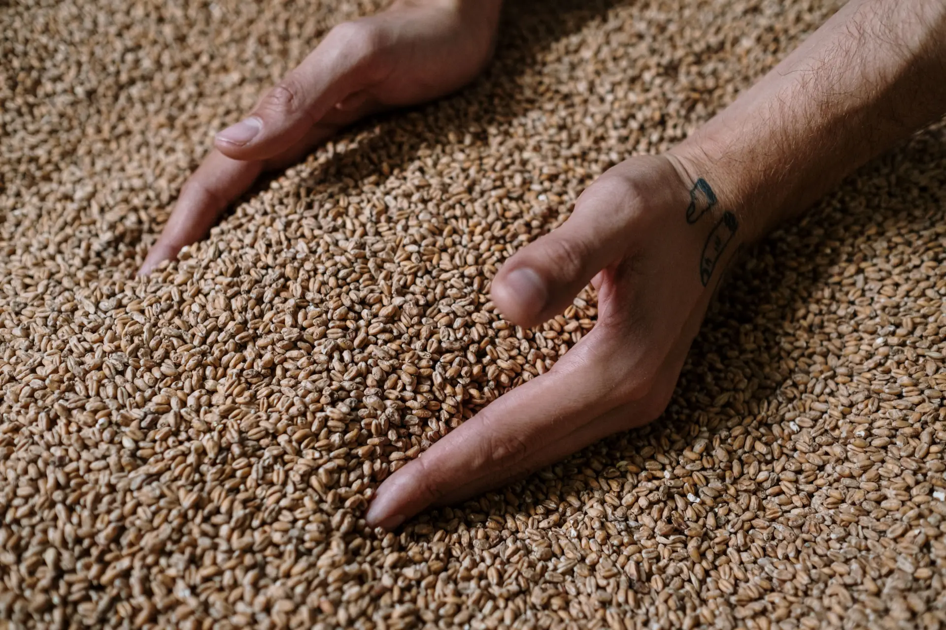 wheat